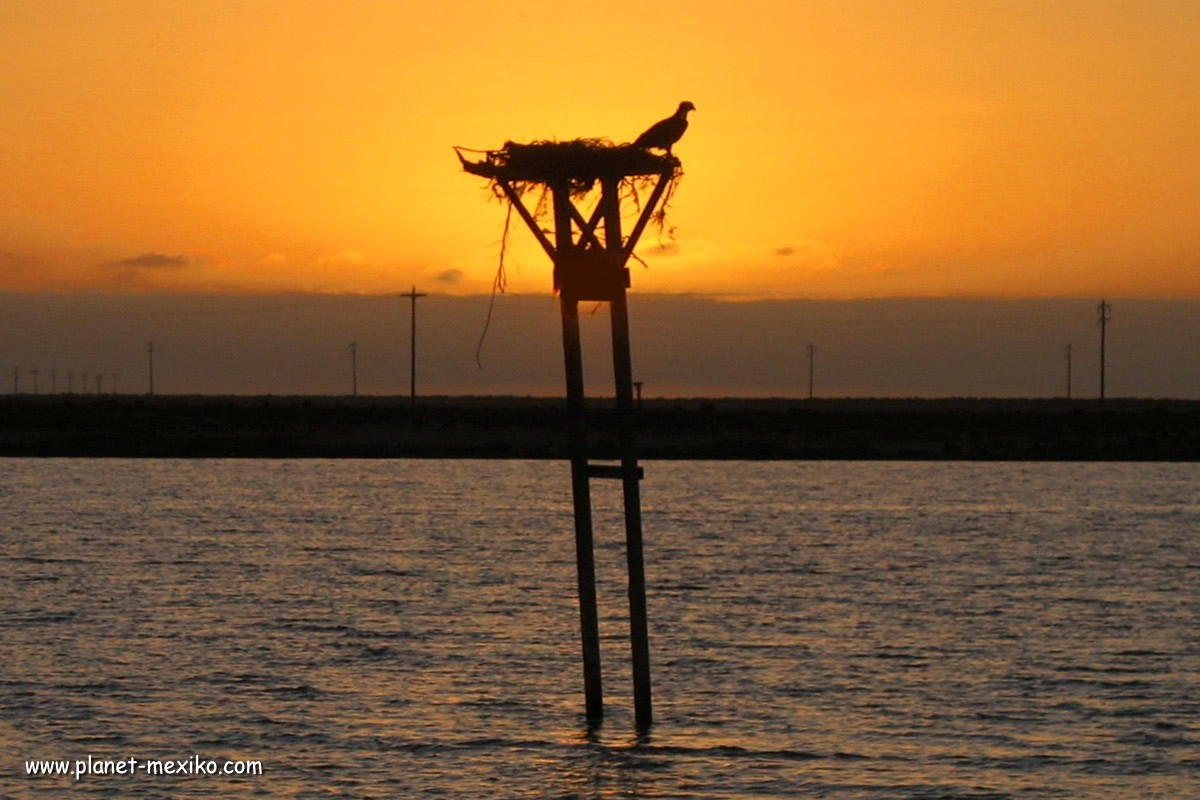 Adler auf der Baja California