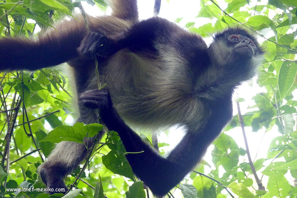 Affe im Punta Laguna Naturschutzgebiet