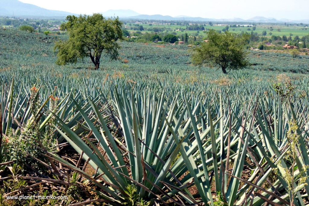 Agave-Landschaft im Westen Mexikos