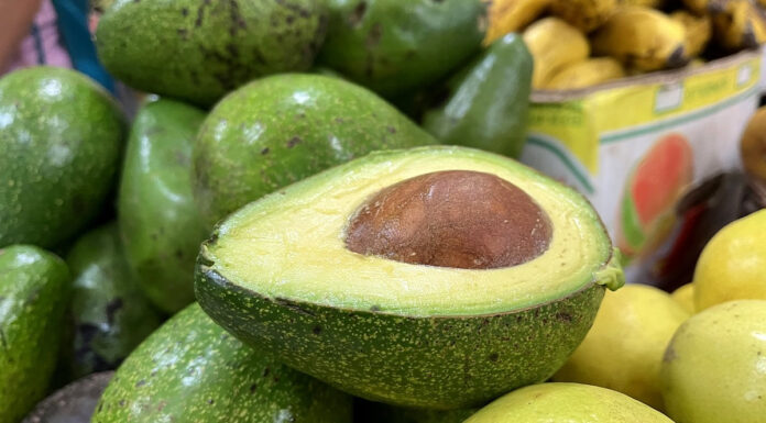 Vom Anbau der Avocado zum Guacamole Rezept Aguacate, Avocado und Guacamole aus Mexiko