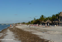 Algen belästigen die Karibikküste Mexikos Sargassum Algen am Strand in der Karibik in Mexiko