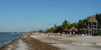 Algen belästigen die Karibikküste Mexikos Sargassum Algen am Strand in der Karibik in Mexiko