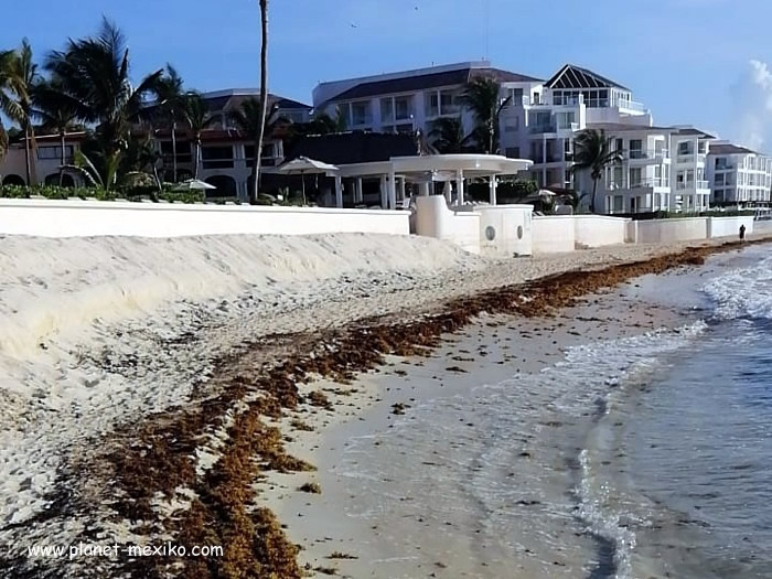 Algen am Strand von Yucatán