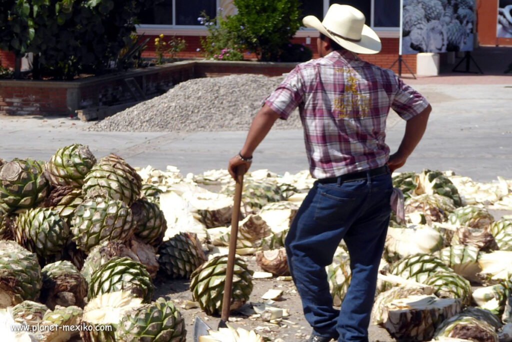 Arbeiter mit Agave-Pflanzen