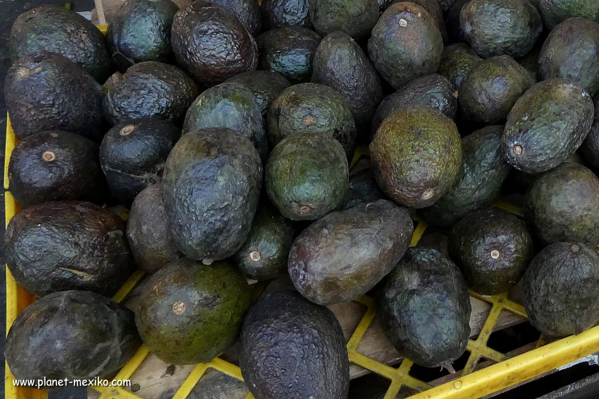 Export von Avocados