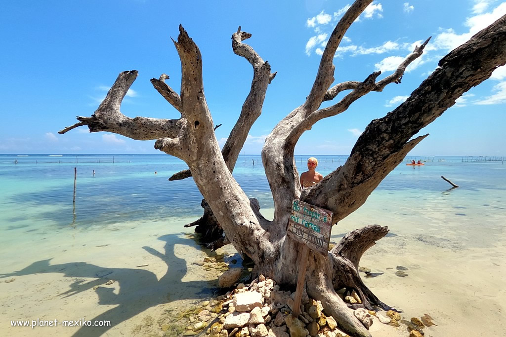 Baumskulptur am Strand von Mahahual