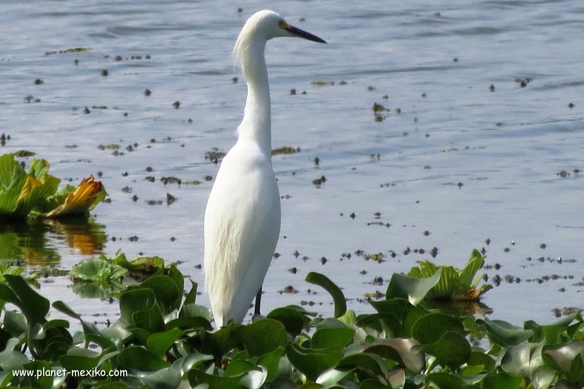 Biosphärenreservat Los Tuxtlas im Bundesstaat Veracruz