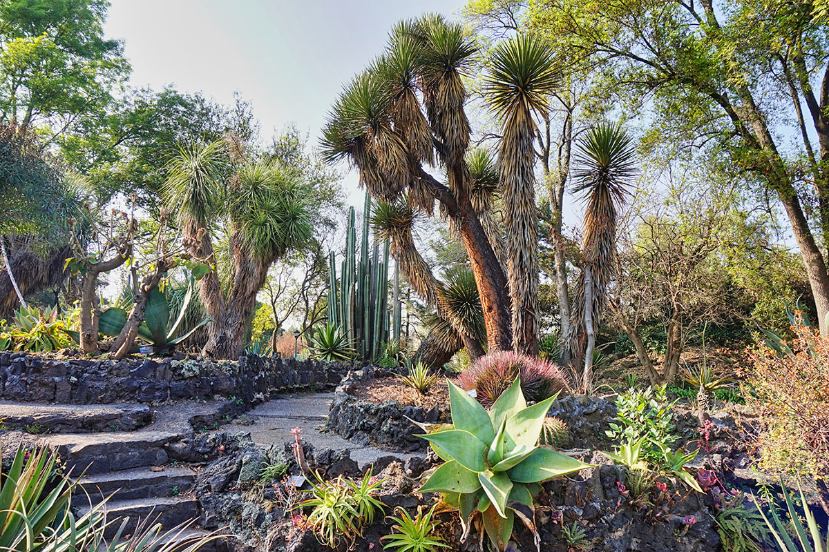 Botanischer Garten der UNAM