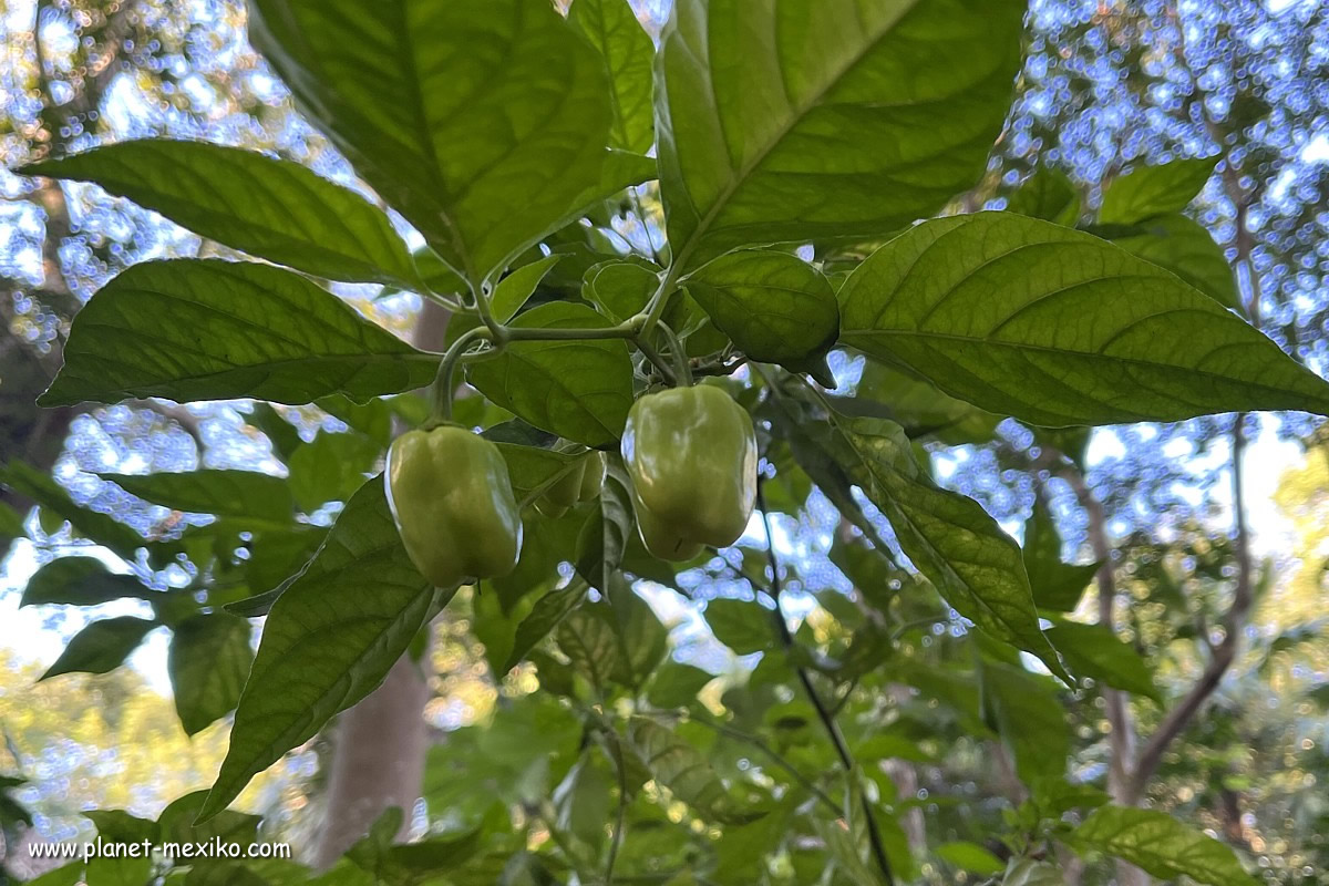 Chili Pflanze in Mexiko