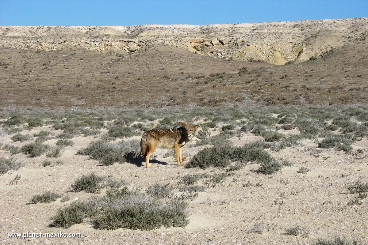 Coyote in der Wüste der Grenzregion