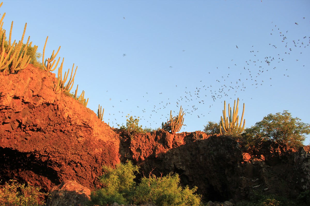 Cueva de los Murcielagos, die Höhle der Fledermäuse