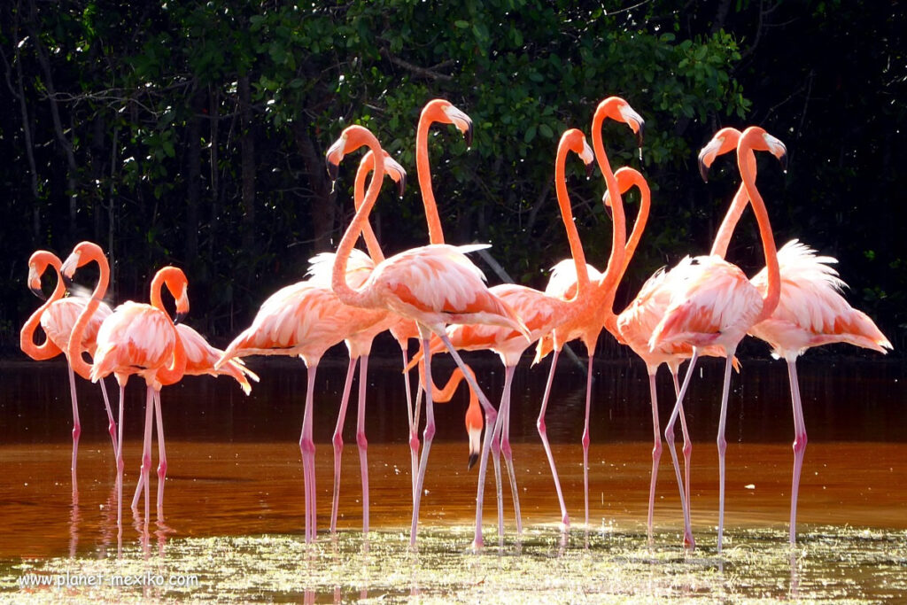 Flamingos in Celestún