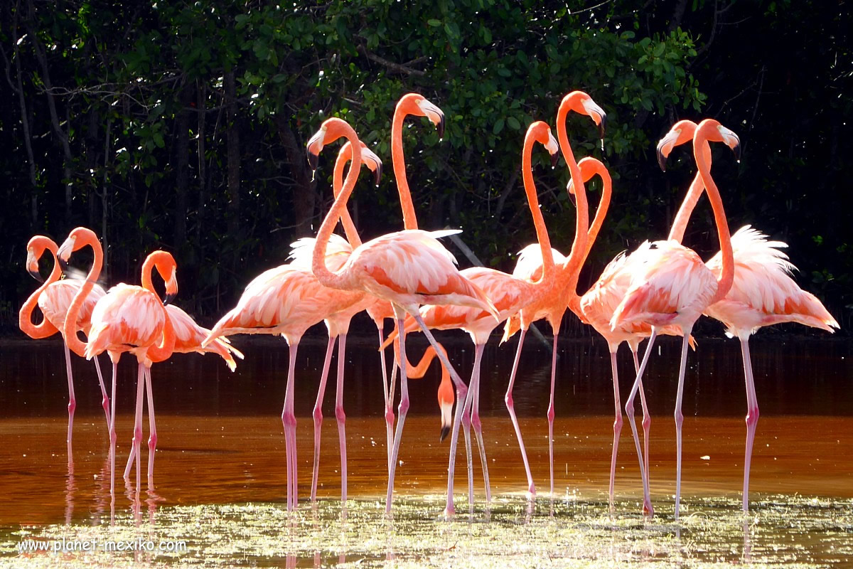 Flamingos in Celestún