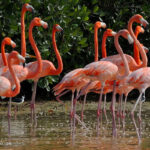 Flamingos im Biosphärenreservat Celestún