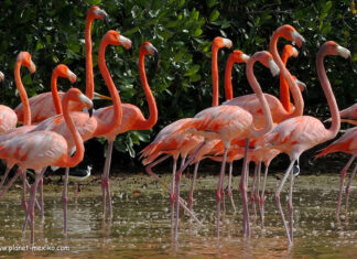 Flamingos im Biosphärenreservat Celestún