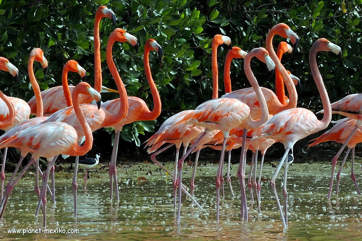 Flamingos im Biosphärenreservat Rio Lagartos