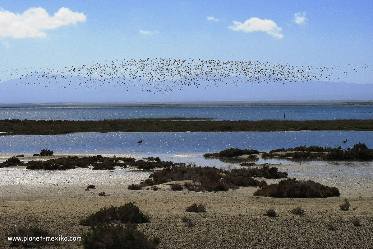 Küste auf der Baja California