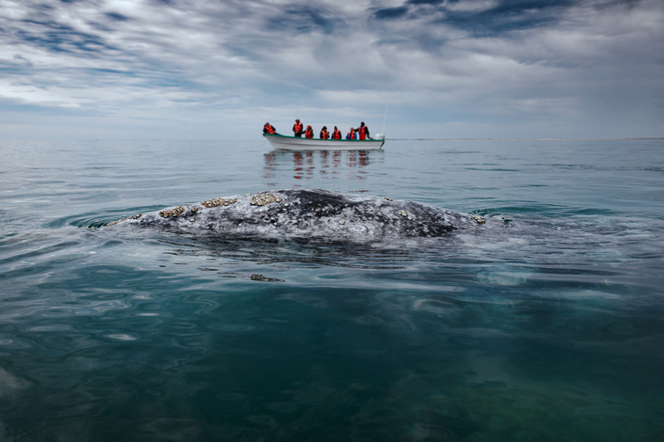Whale Watching Highlight auf der Baja California