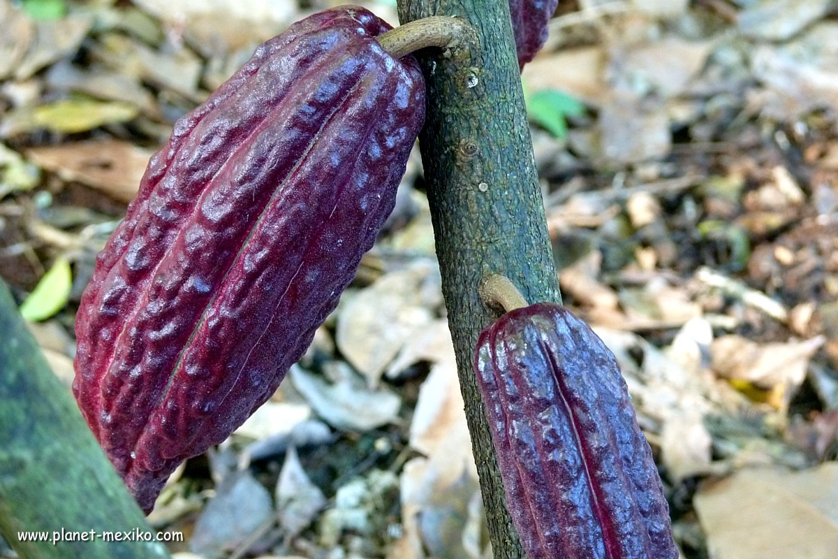 Kakaopflanze in Yucatán