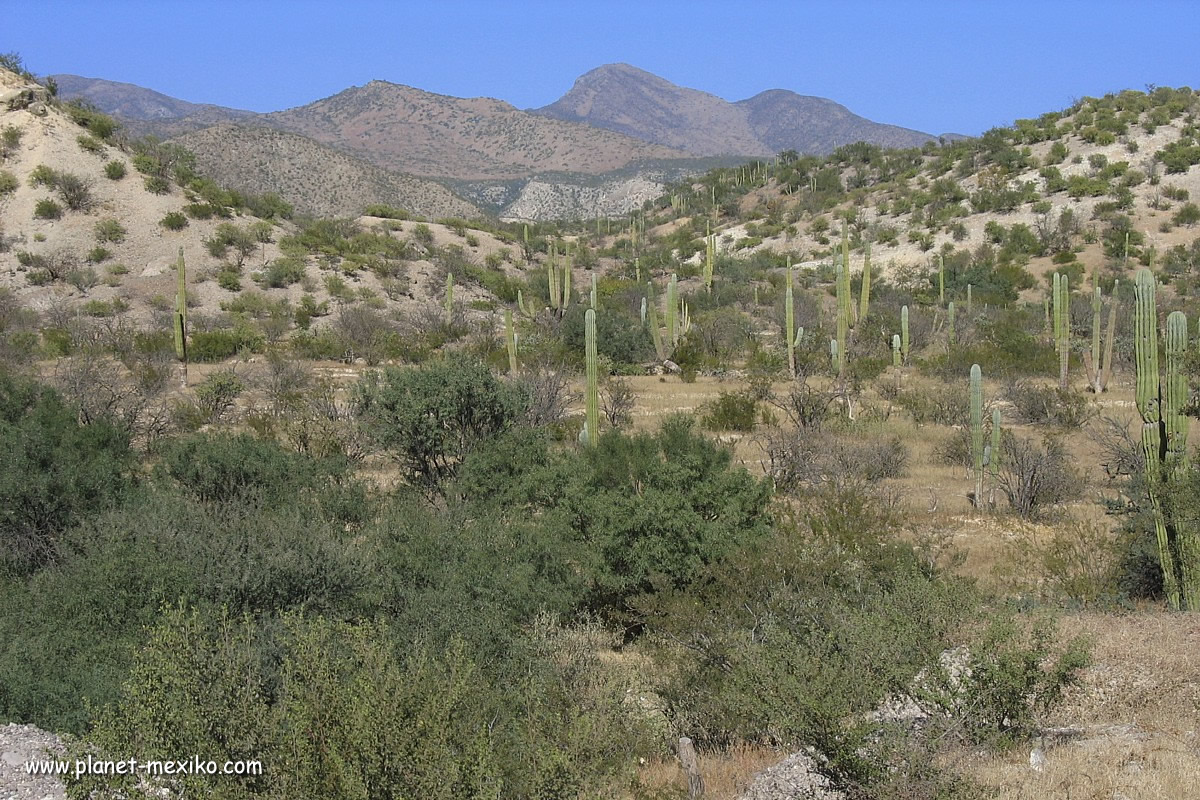 Kakteen-Landschaft Baja California