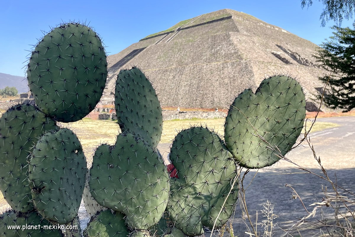 Kakteen mit Pyramide der Sonne
