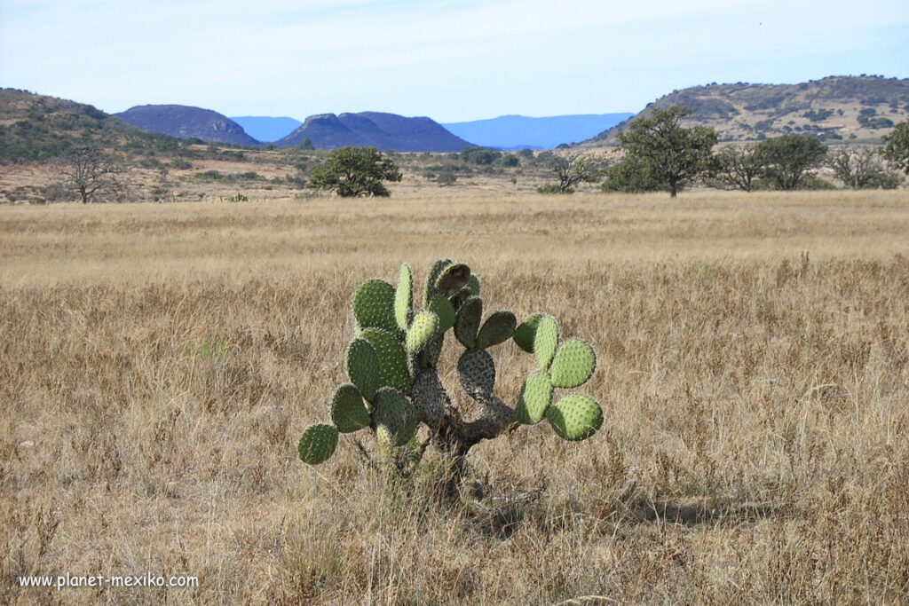 Kaktus in der Sierra Madre Occidental