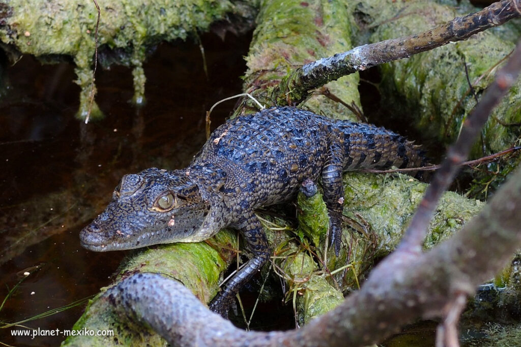 Junges Krokodil in Celestún