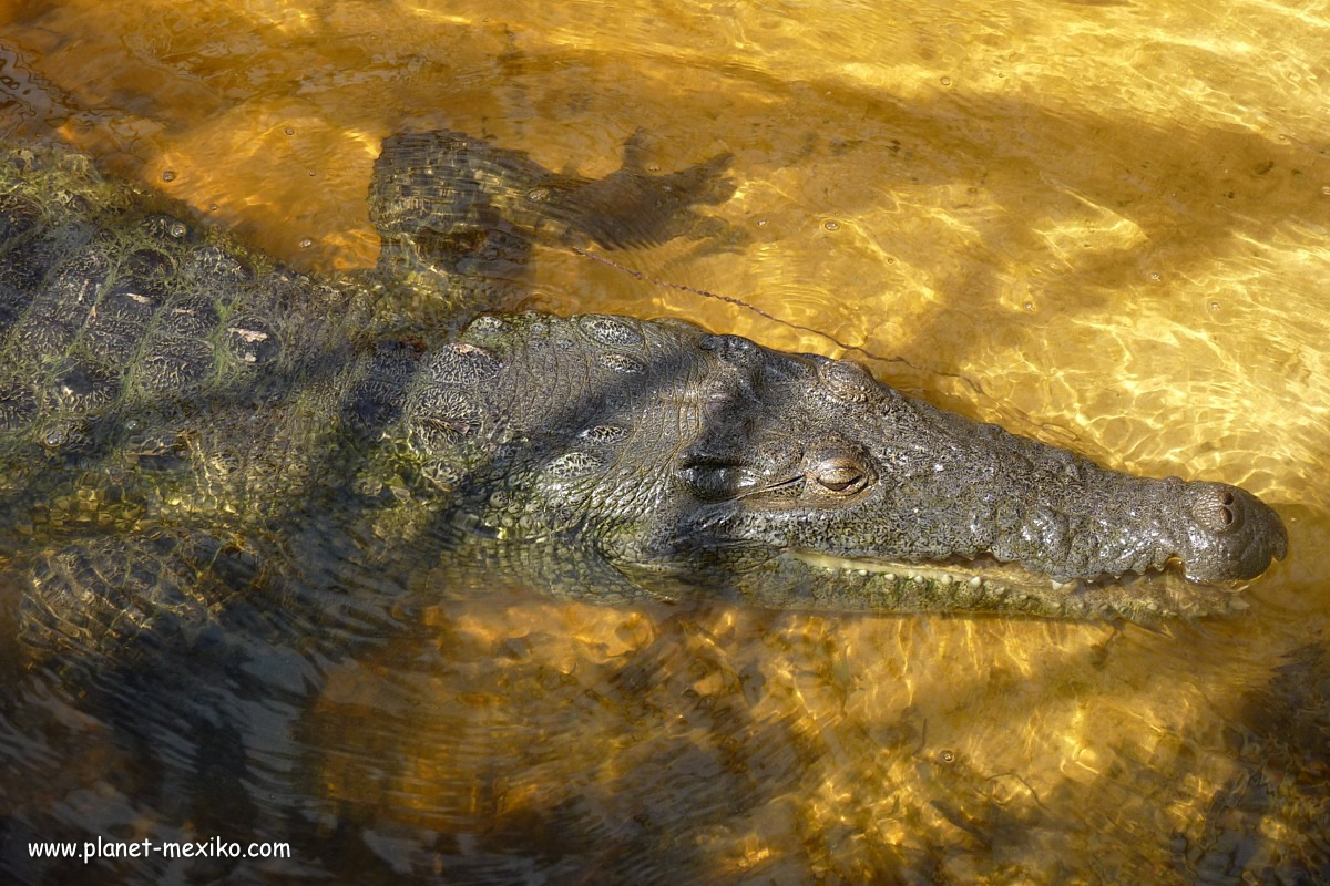 Mexikanisches Krokodil in Yucatán