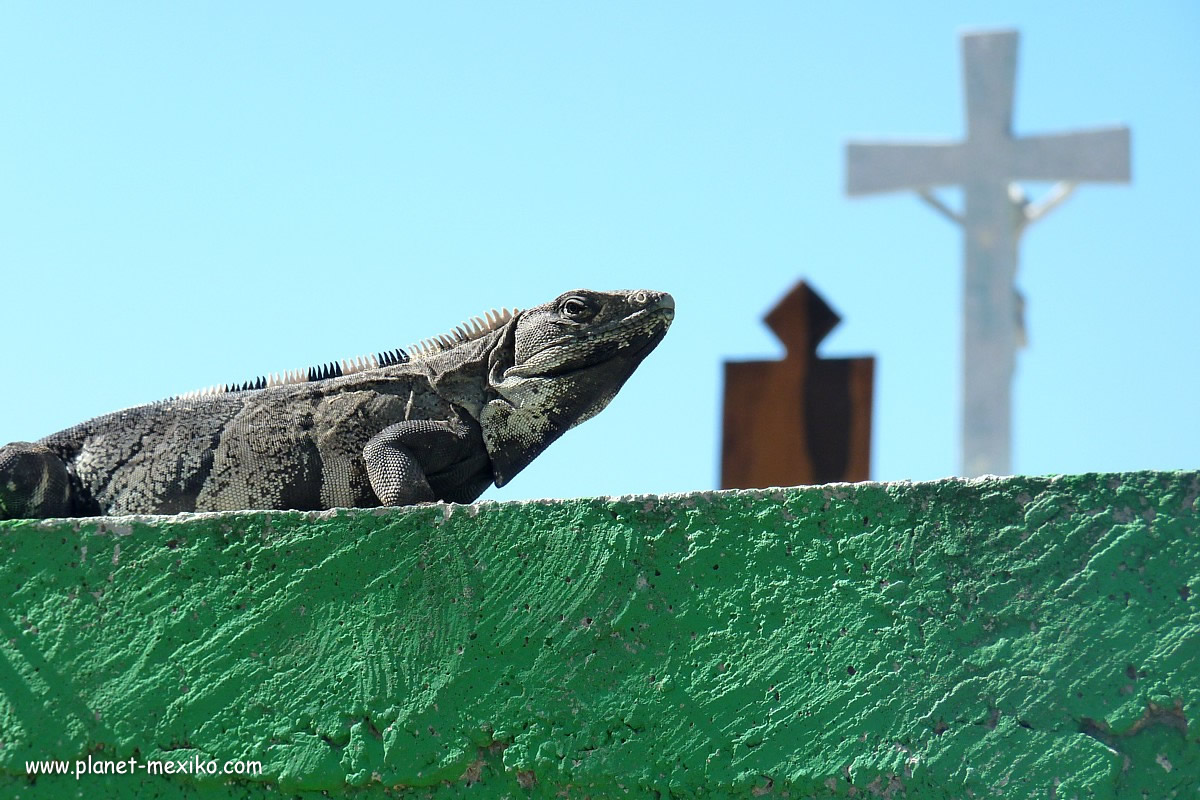 Leguan auf Friedhof