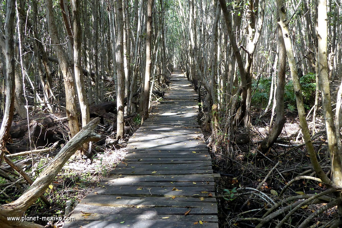 Steg durch die Mangroven zum Cenote Elepeten