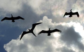 Cielito Lindo die inoffizielle mexikanische Hymne Mariachi Lied Cielito Lindo