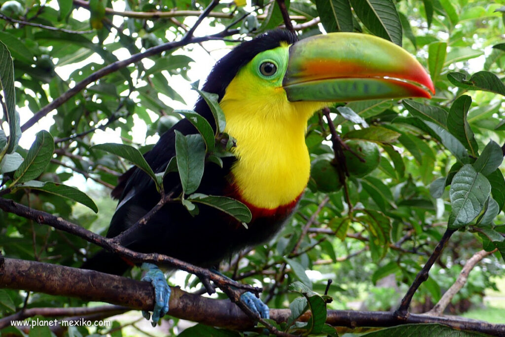 Mexikanische Tierwelt Tukan