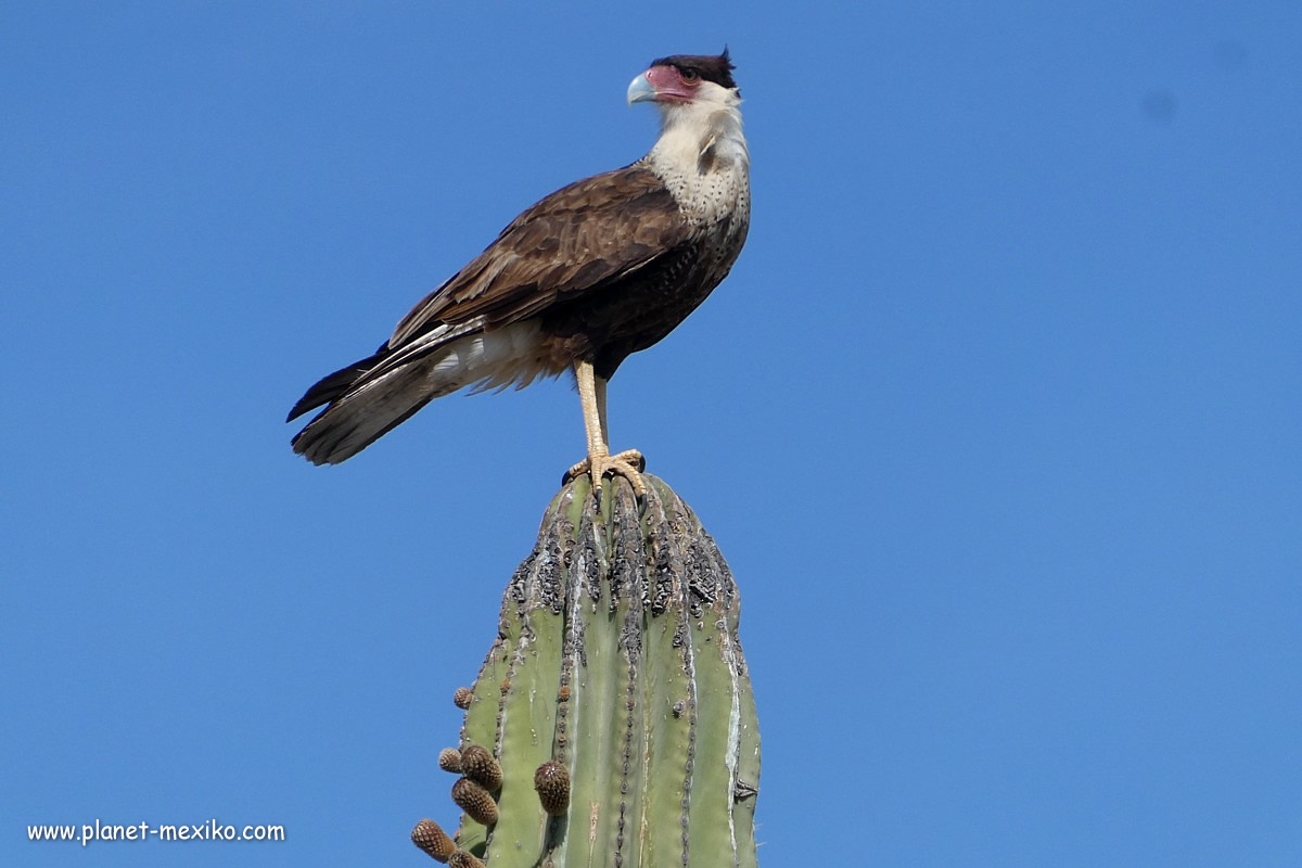 Mexikanischer Adler auf Kaktus