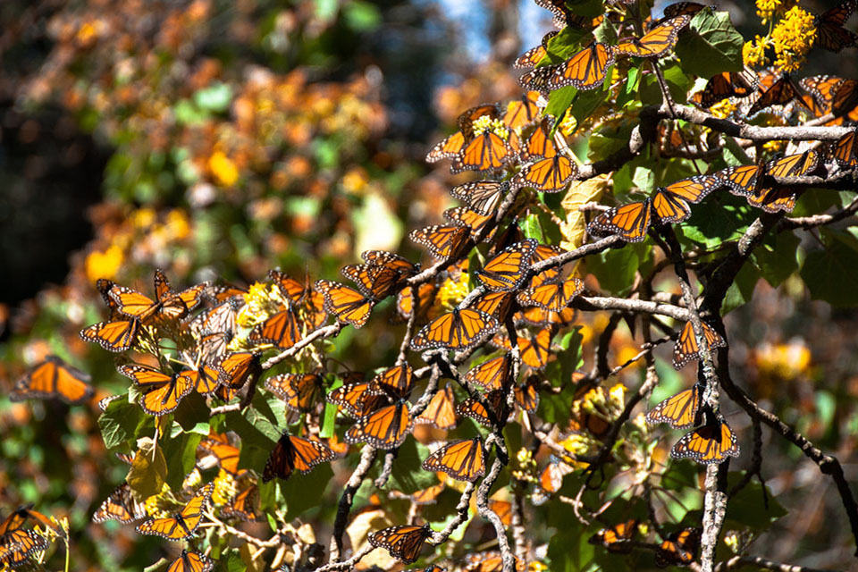 Fototipp bei den Monarch Schmetterlingen
