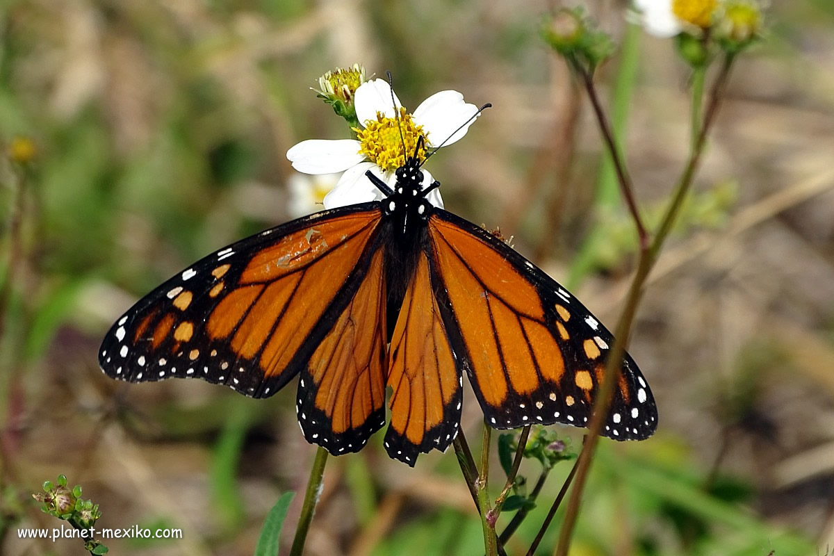 Mexikanischer Monarch Schmetterling