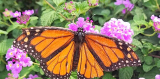 Monarch Schmetterling in Michoacán in Mexiko