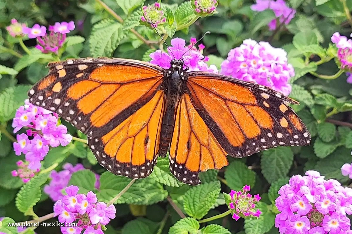 Monarch Schmetterling in Michoacán in Mexiko