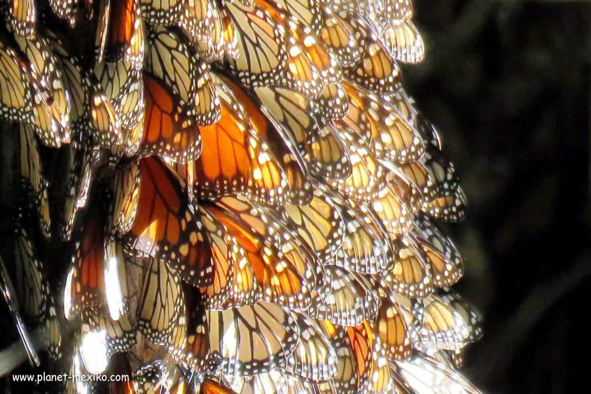 Monarchfalter Mariposa Monarca