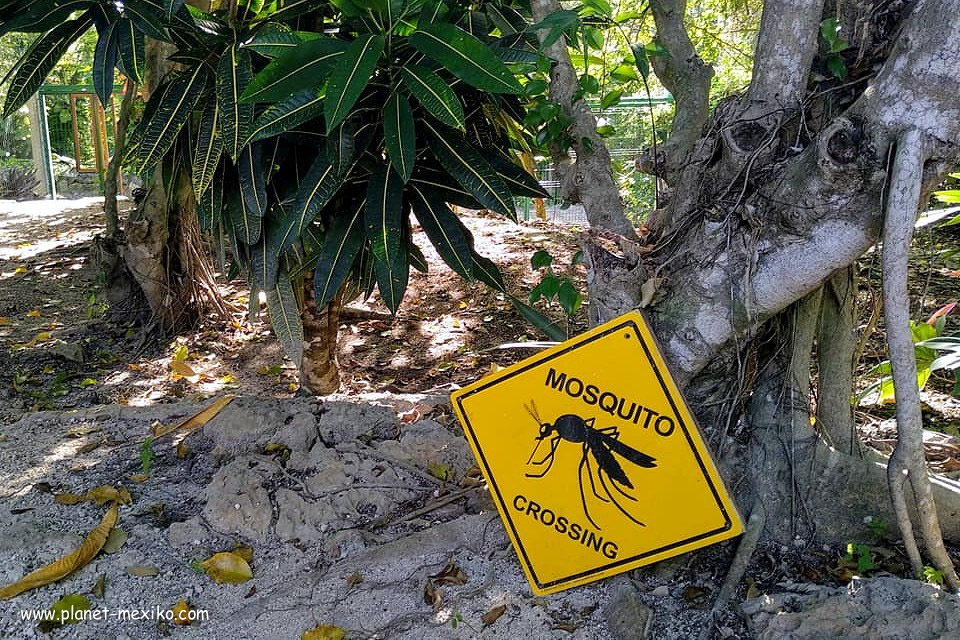 Mosquito Crossing in Mexico