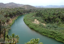 Oase am Fluss von Mulege auf der Baja California