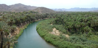 Oase am Fluss von Mulege auf der Baja California