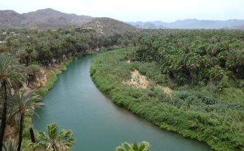 Oase am Fluss von Mulege auf der Baja California