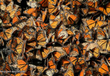 Biosphärenreservat Monarch-Schmetterlinge in Zentralmexiko