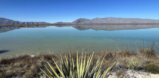 Cuatro Ciénegas: Türkisfarbene Lagunen und weiße Wüste Cuatro Cienegas Naturschutzgebiet mit Wüste und Lagune in Mexiko