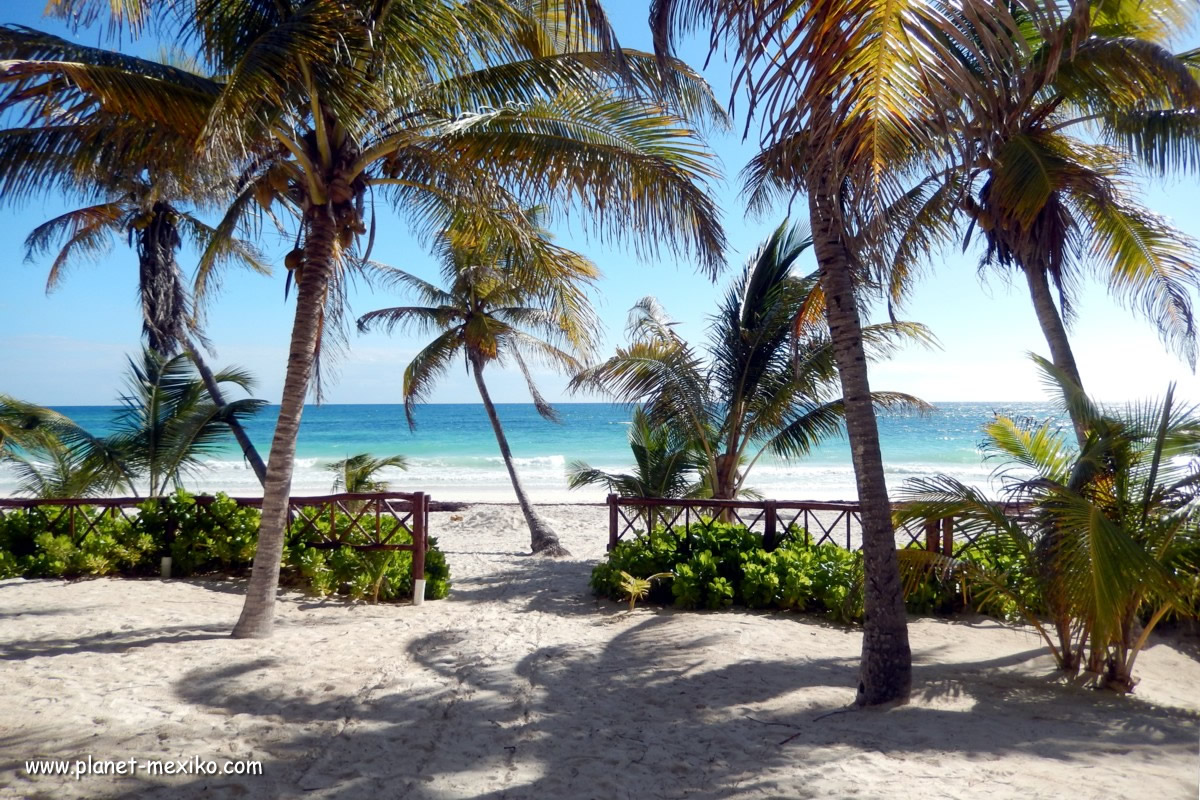 Palmen Karibik Strand