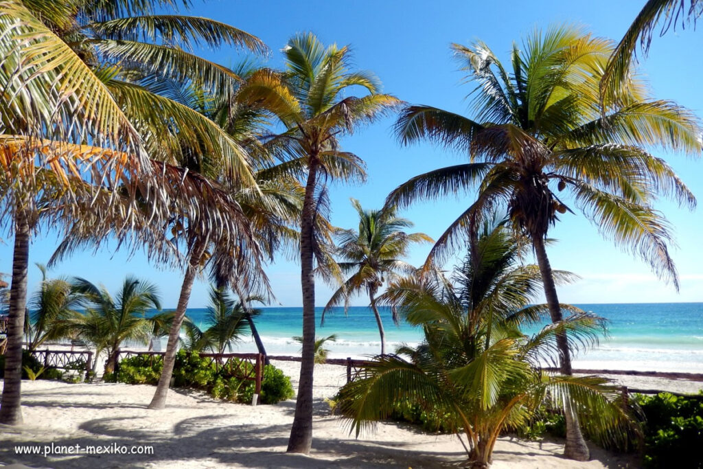 Palmen am karibischen Strand von Cancún