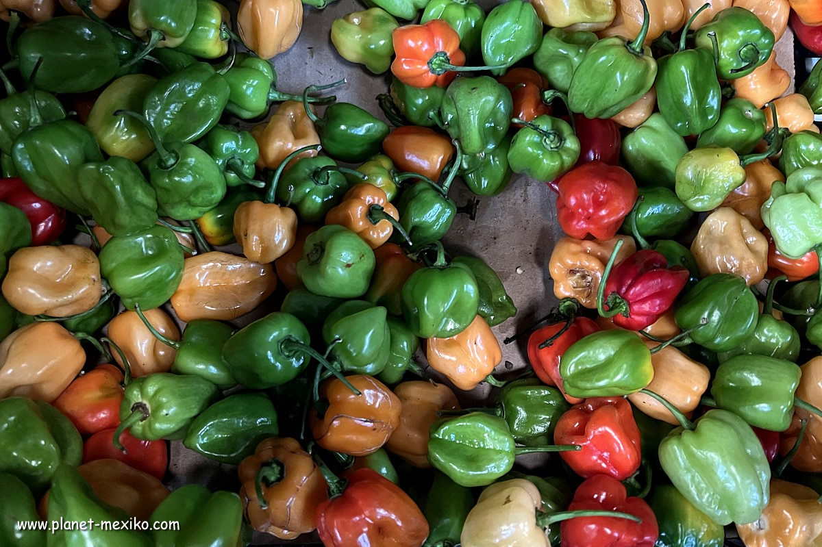 Paprika oder Chili Habanero aus Mexiko