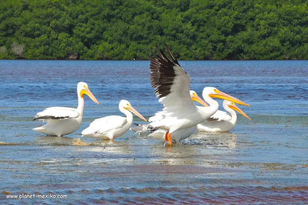 Pelikane im Nationalpark
