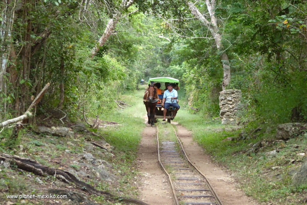 Pferde-Wagen bei Cuzamá