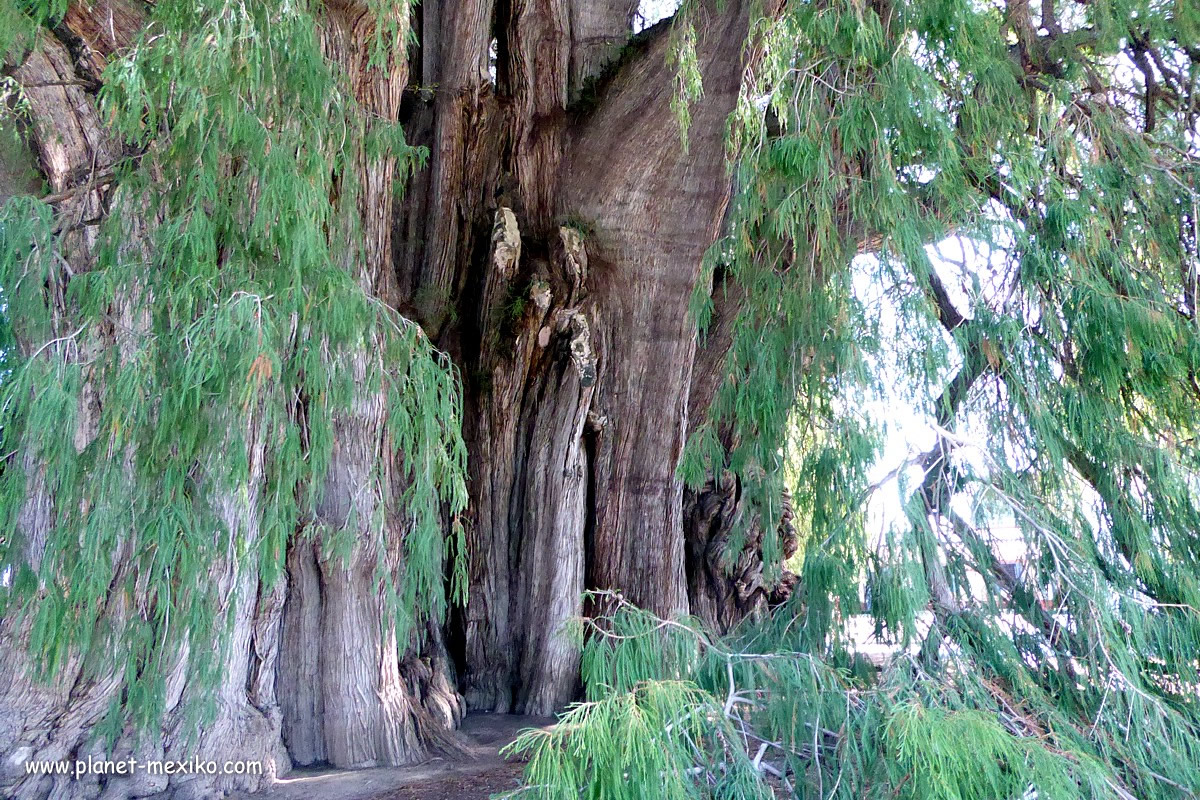 Grösster Baum der Welt steht in Mexiko